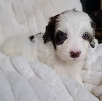 Mookie special needs, a female Miniature Labradoodle and Australian Labradoodle for sale in Barnesville, GA – Photo 6 of 6