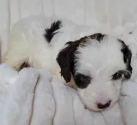 Mookie special needs, a female Miniature Labradoodle and Australian Labradoodle for sale in Barnesville, GA – Photo 5 of 6