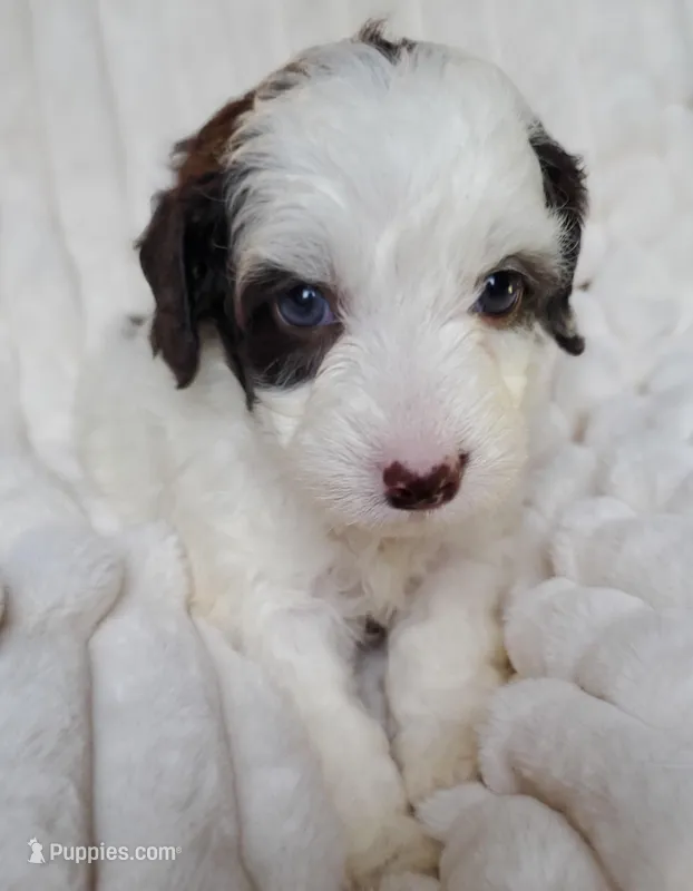 Mookie special needs, a female Miniature Labradoodle and Australian Labradoodle for sale in Barnesville, GA – Photo 1 of 6
