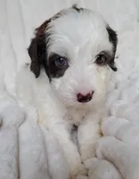Mookie special needs, a female Miniature Labradoodle and Australian Labradoodle for sale in Barnesville, GA – Photo 1 of 6