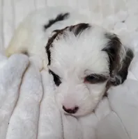 Mookie special needs, a female Miniature Labradoodle and Australian Labradoodle for sale in Barnesville, GA – Photo 3 of 6