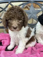 Ally, a female Miniature Labradoodle for sale in Barnesville, GA – Photo 3 of 10