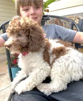 Ally, a female Miniature Labradoodle for sale in Barnesville, GA – Photo 9 of 10