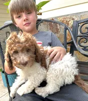 Ally, a female Miniature Labradoodle for sale in Barnesville, GA – Photo 7 of 10