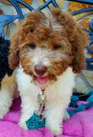 Ally, a female Miniature Labradoodle for sale in Barnesville, GA – Photo 1 of 10