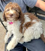 Ally, a female Miniature Labradoodle for sale in Barnesville, GA – Photo 8 of 10
