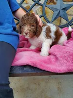 Ally, a female Miniature Labradoodle for sale in Barnesville, GA – Photo 5 of 10