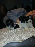 Zuri, a female Miniature Labradoodle for sale in Barnesville, GA – Photo 5 of 6