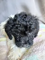 Zuri, a female Miniature Labradoodle for sale in Barnesville, GA – Photo 1 of 6