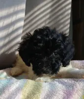 Zuri, a female Miniature Labradoodle for sale in Barnesville, GA – Photo 2 of 6