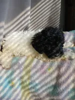 Zuri, a female Miniature Labradoodle for sale in Barnesville, GA – Photo 6 of 6