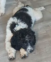 Chase 5 star breeder, a male Miniature Labradoodle for sale in Barnesville, GA – Photo 3 of 3