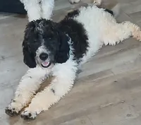 Chase 5 star breeder, a male Miniature Labradoodle for sale in Barnesville, GA – Photo 1 of 3