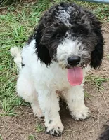 Chase 5 star breeder, a male Miniature Labradoodle for sale in Barnesville, GA – Photo 2 of 3