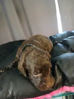 Pluto (black), a male Labradoodle for sale in Barnesville, GA – Photo 5 of 5