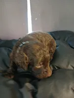 Pluto (black), a male Labradoodle for sale in Barnesville, GA – Photo 4 of 5