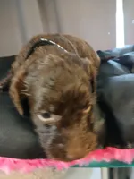 Pluto (black), a male Labradoodle for sale in Barnesville, GA – Photo 2 of 5