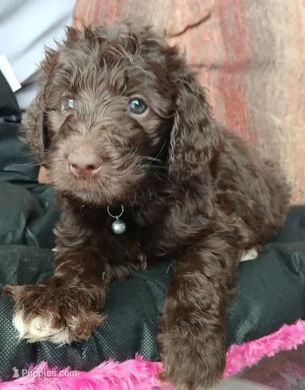 Pluto (black collar) CKC – Labradoodle puppy for sale in Barnesville, GA