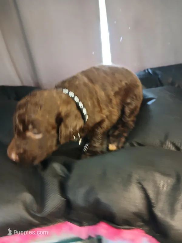 Pluto (black) – Labradoodle puppy for sale in Barnesville, GA