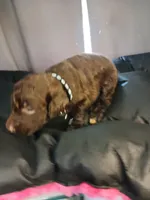 Pluto (black), a male Labradoodle for sale in Barnesville, GA – Photo 1 of 5