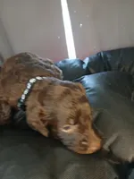 Pluto (black), a male Labradoodle for sale in Barnesville, GA – Photo 3 of 5