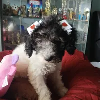 Zephyr, a female Miniature Labradoodle for sale in Barnesville, GA – Photo 5 of 5