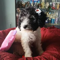 Zephyr, a female Miniature Labradoodle for sale in Barnesville, GA – Photo 4 of 5