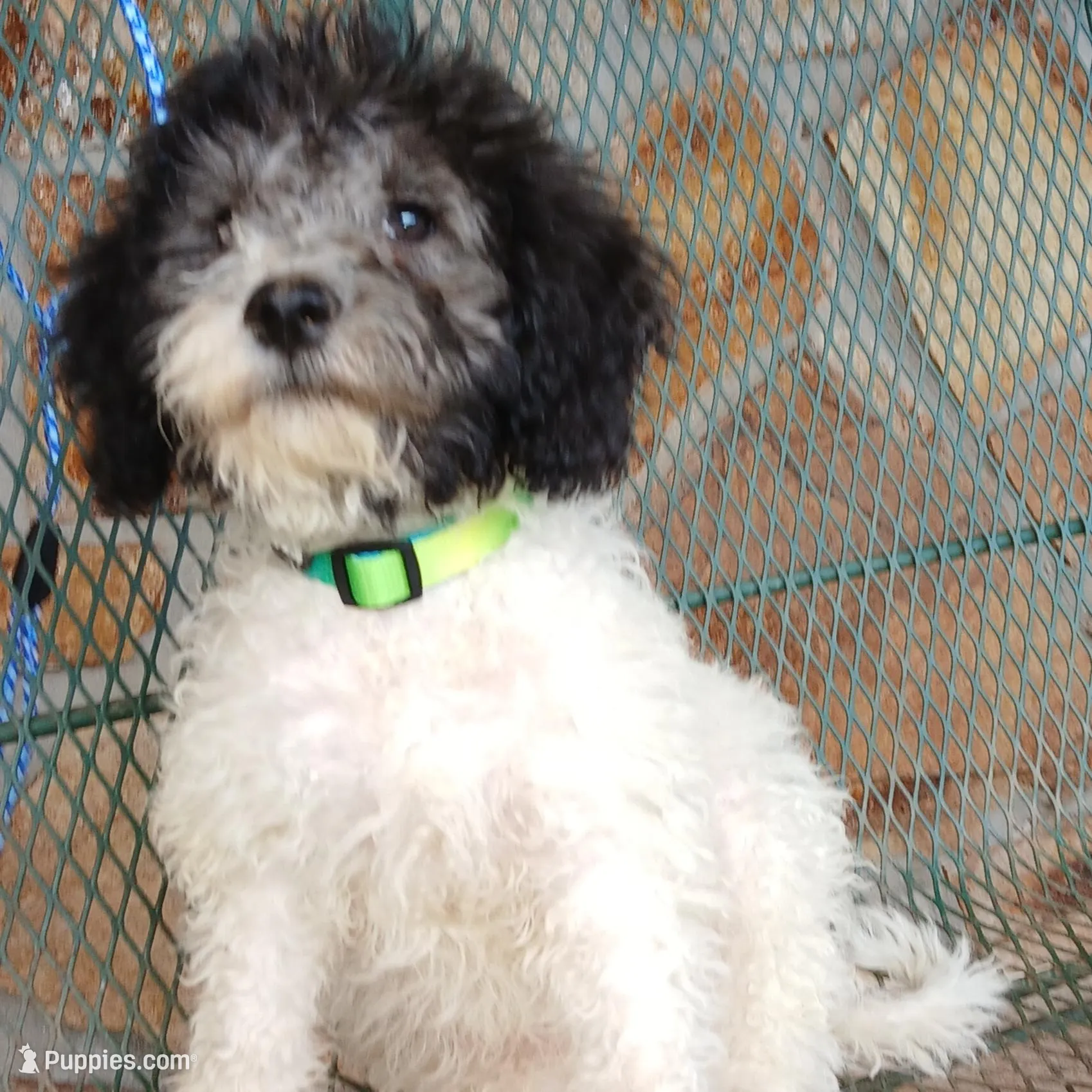 Zephyr, a female Miniature Labradoodle for sale in Barnesville, GA – Photo 2 of 5