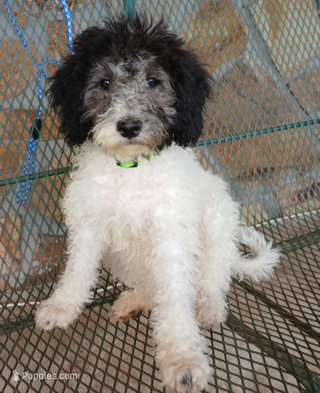 Zephyr – Miniature Labradoodle puppy for sale in Barnesville, GA