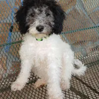 Zephyr, a female Miniature Labradoodle for sale in Barnesville, GA – Photo 1 of 5