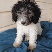Zephyr, a female Miniature Labradoodle for sale in Barnesville, GA – Photo 3 of 5