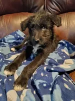 Ben, a male German Shepherd Dog and Labradoodle for sale in Barnesville, GA – Photo 6 of 6