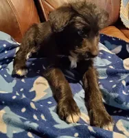 Ben, a male German Shepherd Dog and Labradoodle for sale in Barnesville, GA – Photo 3 of 6