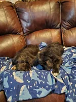 Ben, a male German Shepherd Dog and Labradoodle for sale in Barnesville, GA – Photo 4 of 6