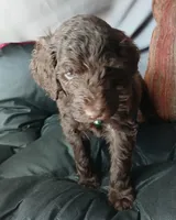 Phineas (green collar) CKC, a male Labradoodle for sale in Barnesville, GA – Photo 5 of 7