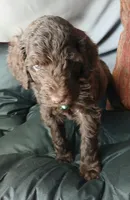 Phineas (green collar) CKC, a male Labradoodle for sale in Barnesville, GA – Photo 4 of 7