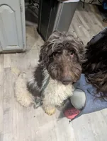 Phineas (green collar) CKC, a male Labradoodle for sale in Barnesville, GA – Photo 6 of 7