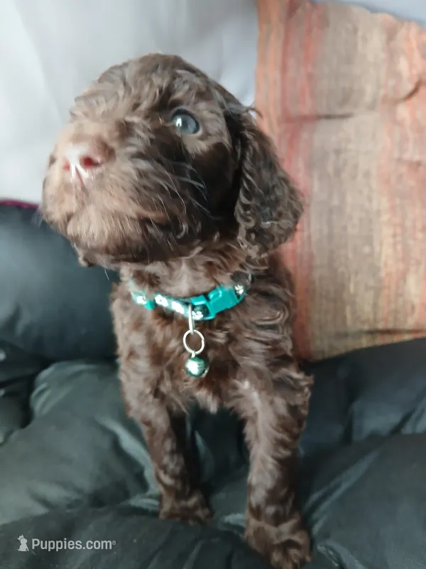 Phineas (green collar) CKC – Labradoodle puppy for sale in Barnesville, GA