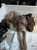 Phineas (green collar) CKC, a male Labradoodle for sale in Barnesville, GA – Photo 7 of 7