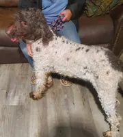 Asher, a male Labradoodle for sale in Barnesville, GA – Photo 3 of 4