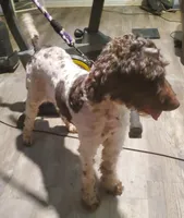 Asher, a male Labradoodle for sale in Barnesville, GA – Photo 1 of 4