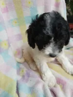 processed/94470309-b405-44a0-a614-8fdf27e81793/listing/898c40a6-cbf3-4bc8-808a-e1256c8541e9/b7bc2a12-9e5b-4b34-a100-079bf5dd7d61