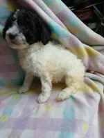 processed/94470309-b405-44a0-a614-8fdf27e81793/listing/898c40a6-cbf3-4bc8-808a-e1256c8541e9/ddbb12ff-9592-40ed-a759-1fda59670f12