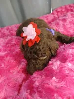 Pansy (purple), a female Labradoodle for sale in Barnesville, GA – Photo 9 of 10