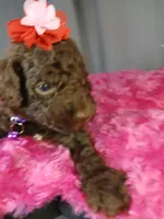 Pansy (purple), a female Labradoodle for sale in Barnesville, GA – Photo 2 of 10