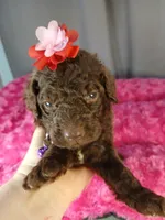 Pansy (purple), a female Labradoodle for sale in Barnesville, GA – Photo 1 of 10