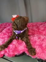 Pansy (purple), a female Labradoodle for sale in Barnesville, GA – Photo 5 of 10