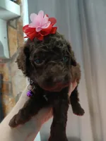 Pansy (purple), a female Labradoodle for sale in Barnesville, GA – Photo 3 of 10