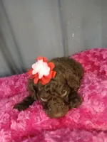 Pansy (purple), a female Labradoodle for sale in Barnesville, GA – Photo 4 of 10