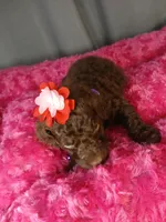 Pansy (purple), a female Labradoodle for sale in Barnesville, GA – Photo 7 of 10